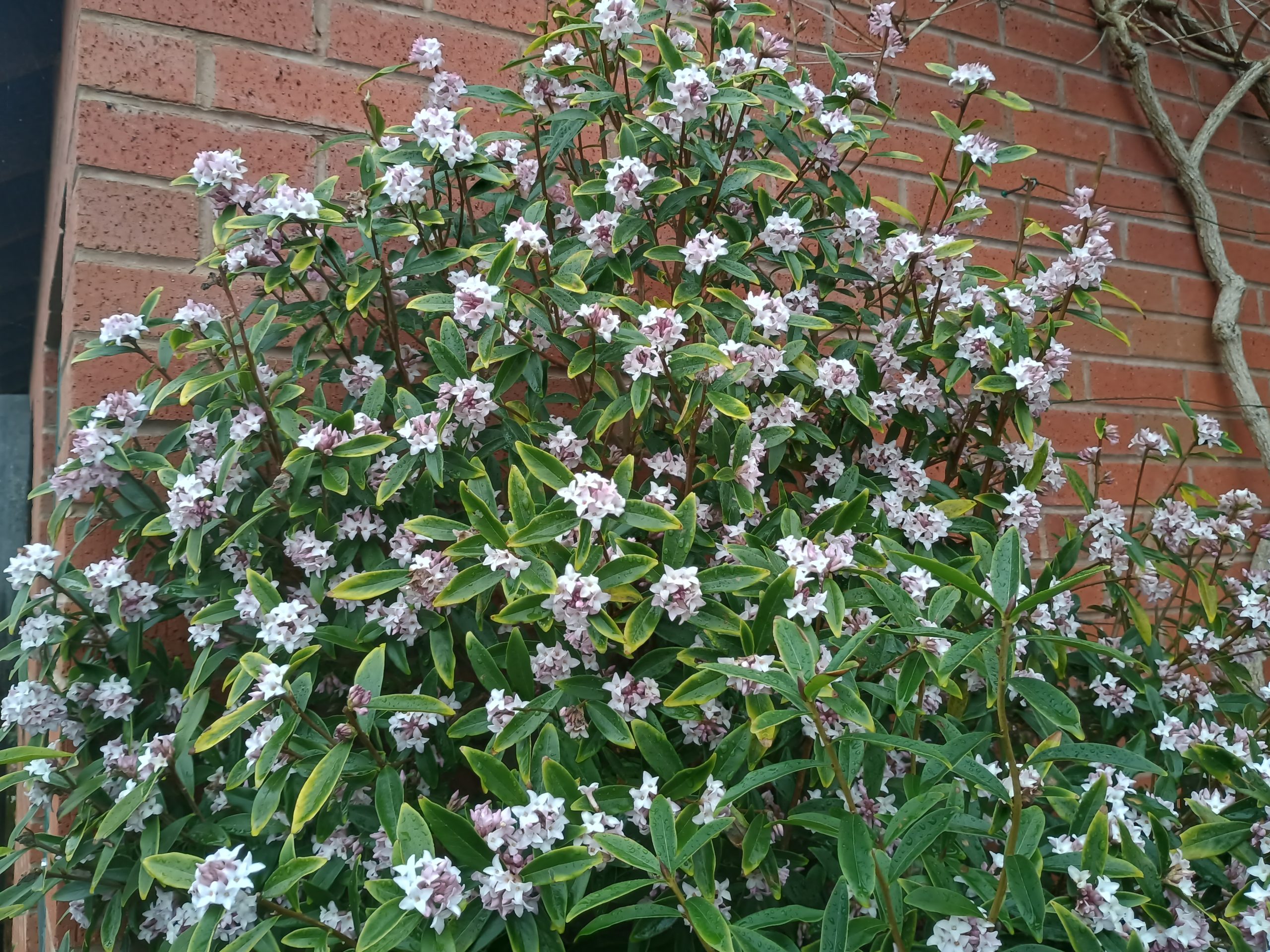 Daphne bholua ‘Spring Beauty'