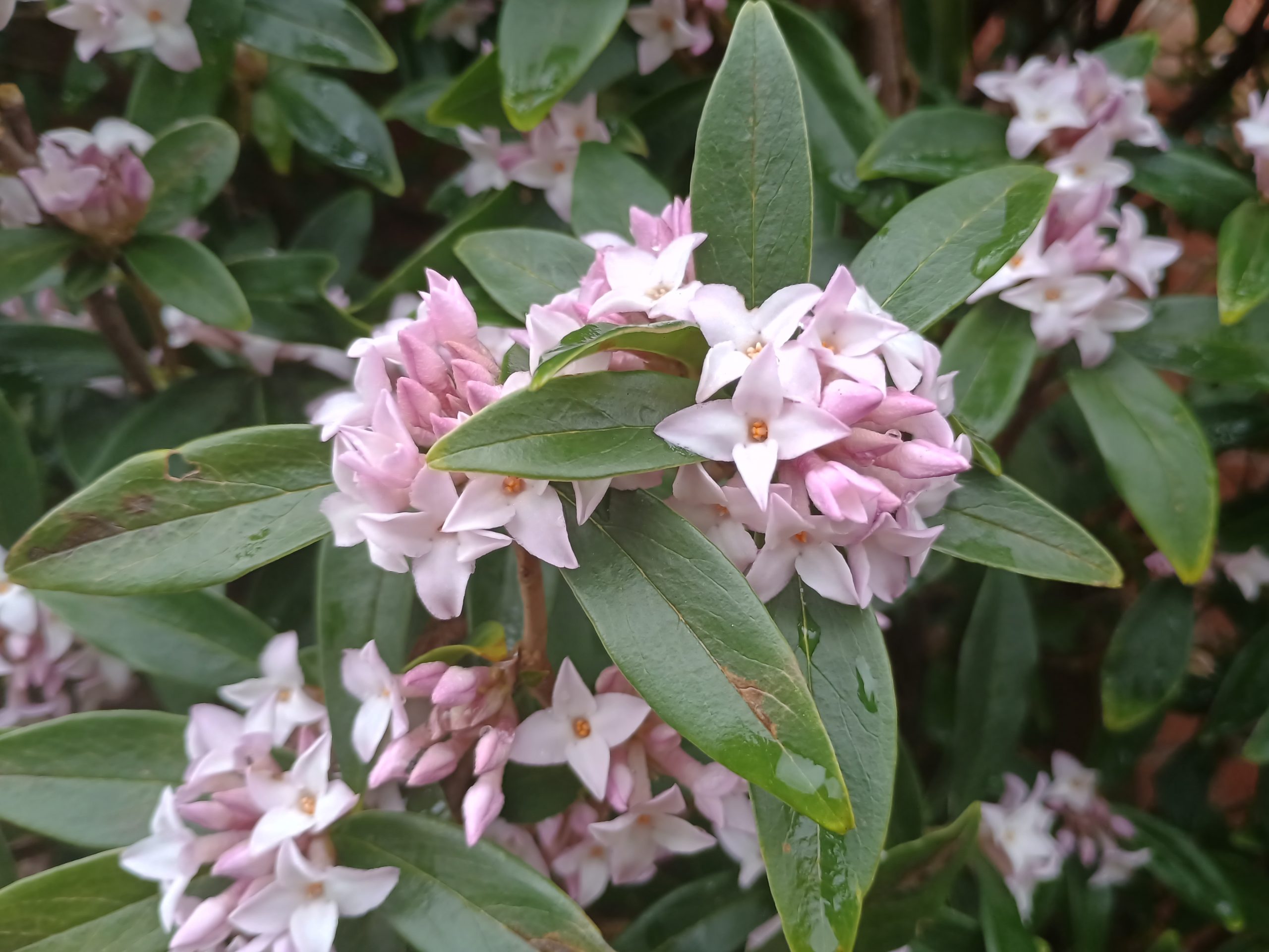 Daphne bholua ‘Spring Beauty'