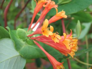 Lonicera x brownii 'Dropmore Scarlet'