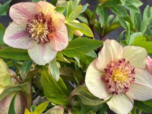 Helleborus x hybridus (Ashwood Evolution Group) Anemone Neon shades 3L-0