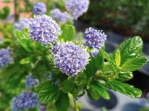 Ceanothus griseus var. horizontalis 'Yankee Point'-0
