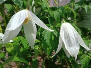 Clematis alpina 'Mary Whistler'-0