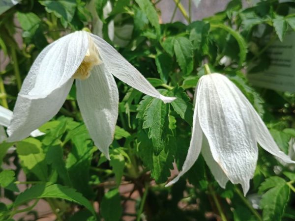 Clematis alpina 'Mary Whistler'-0