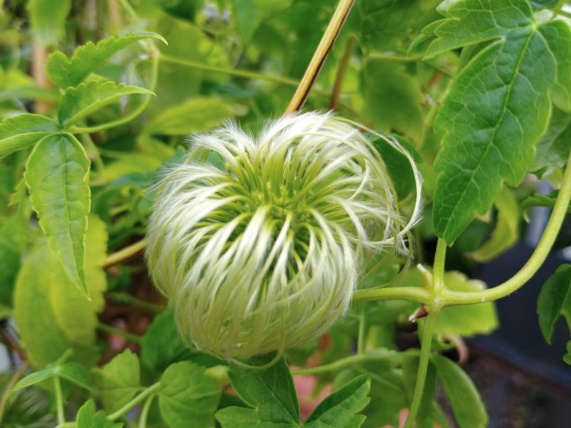 Clematis alpina 'Mary Whistler'-0