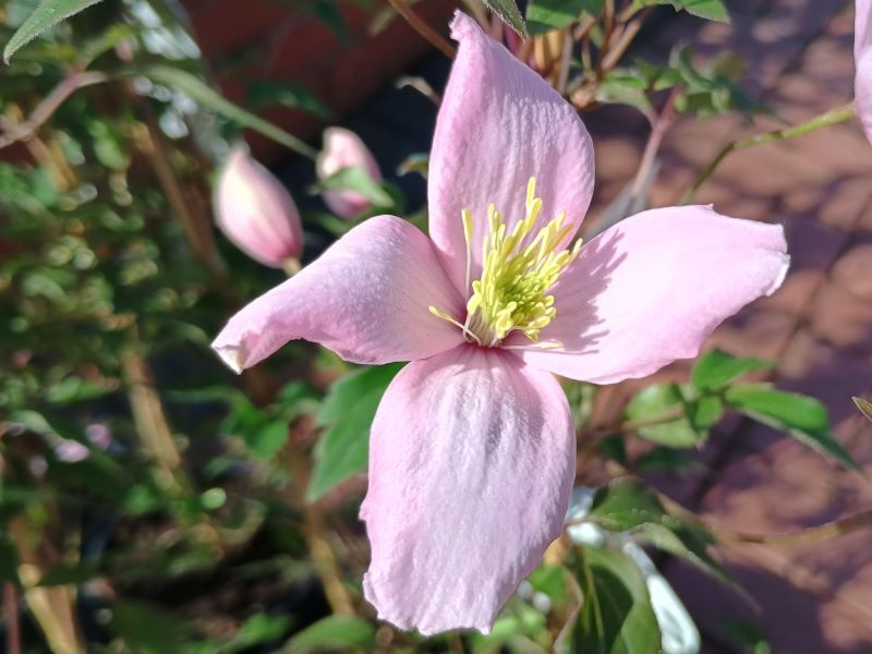 Clematis montana 'Lilacina'-25444
