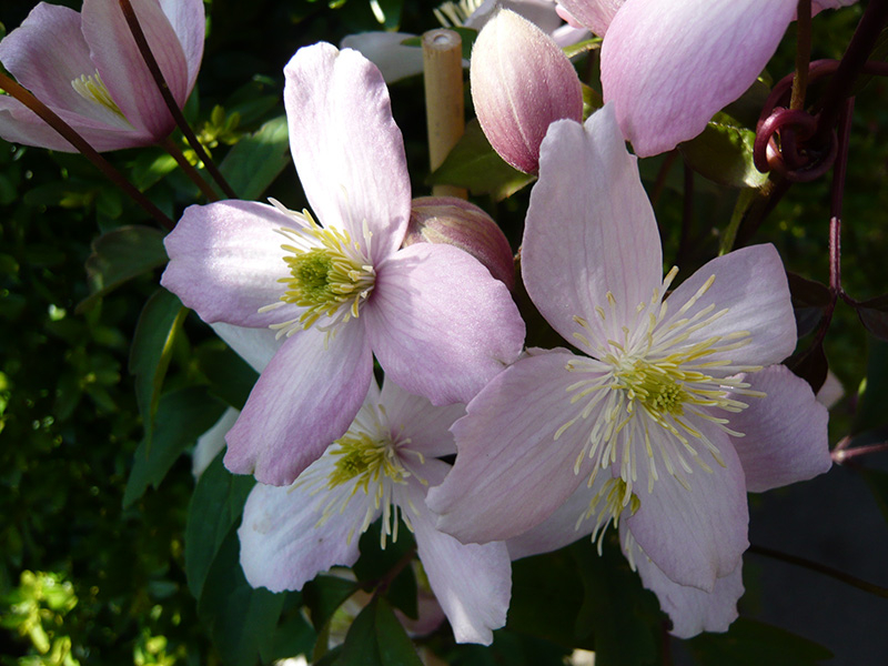 Clematis montana 'Lilacina'-0