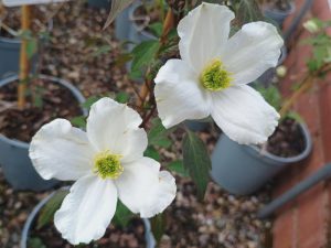 Clematis montana 'Spooneri'-0