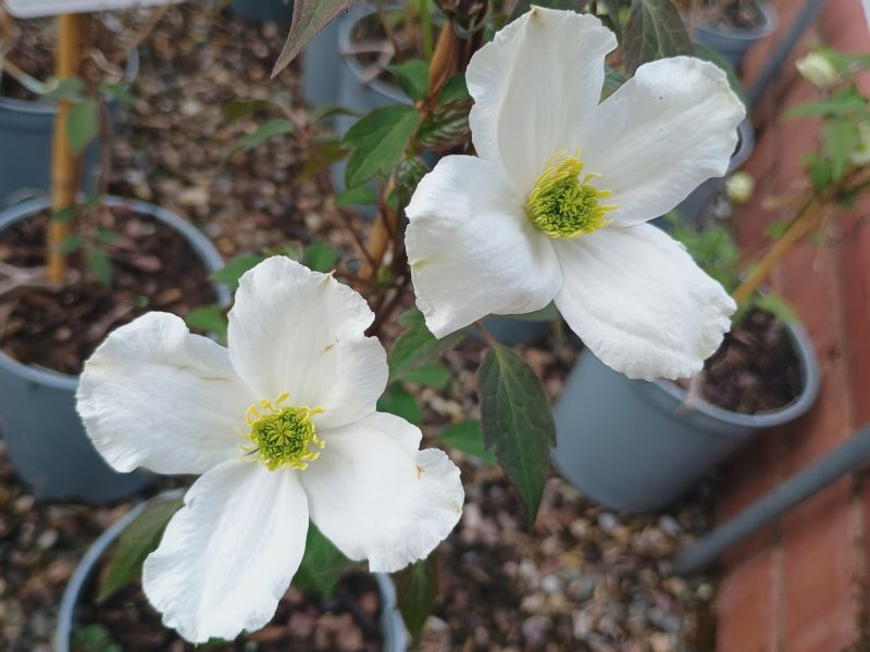 Clematis montana 'Spooneri'-0