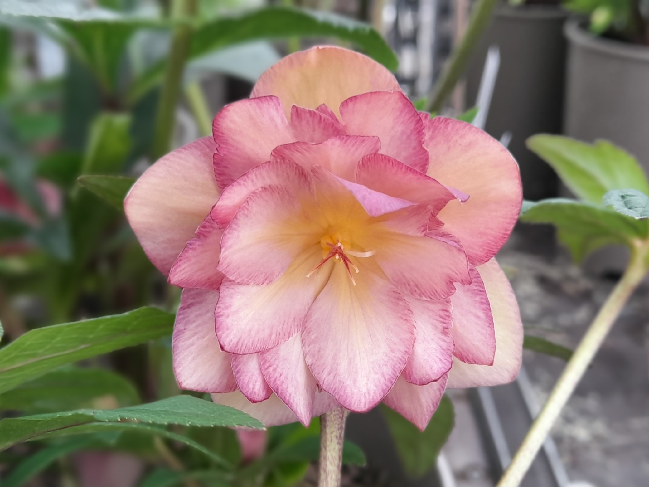 Helleborus x hybridus (Ashwood Evolution Group) Double 'Evolution Pink' shades 3L Pot-0