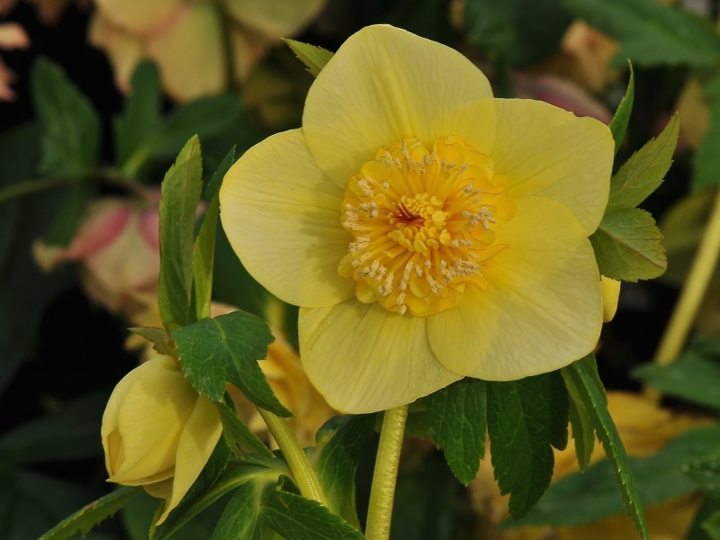 Helleborus x hybridus (Ashwood Evolution Group) Anemone Yellow Shades Exclusive 3L-23795