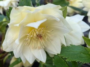 Helleborus x hybridus (Ashwood Evolution Group) Double Ivory shades-0