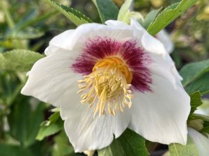 Helleborus x hybridus (Ashwood Evolution Group) White with golden nectaries red flush-0