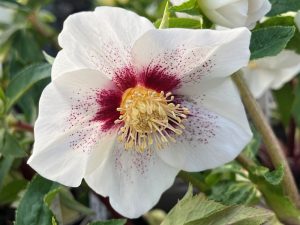Helleborus x hybridus (Ashwood Evolution Group) White with golden nectaries red flush spotted-0