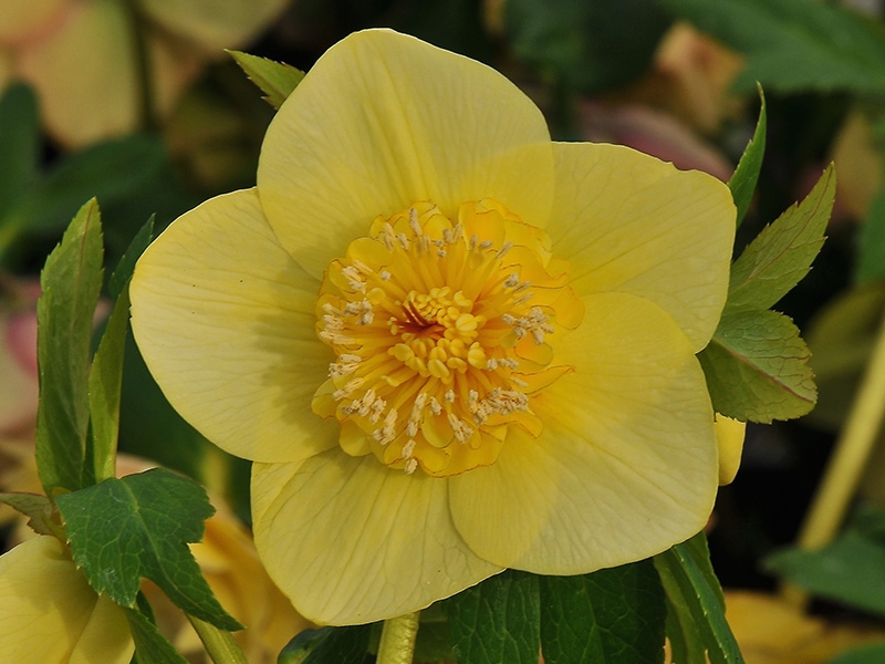 Helleborus x hybridus (Ashwood Evolution Group) Anemone Yellow Shades Exclusive 3L-0