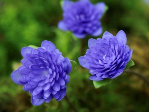 Hepatica nobilis Double Blue Group-0