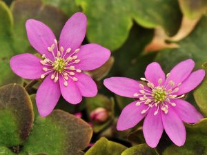 Hepatica nobilis 'Forester's Pink'-0