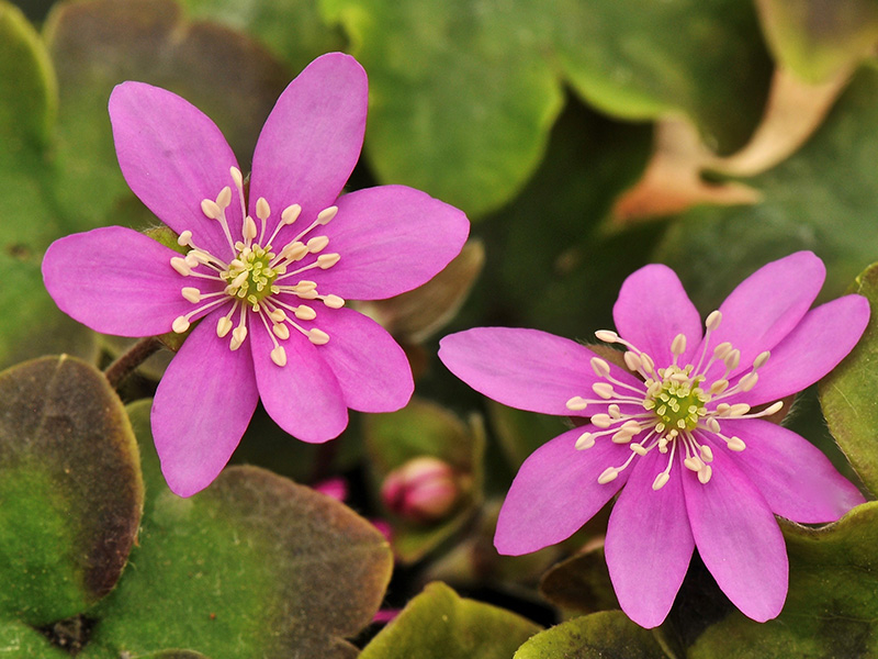 Hepatica nobilis 'Forester's Pink'-0