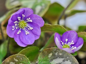 Hepatica nobilis Pico's Purple-0