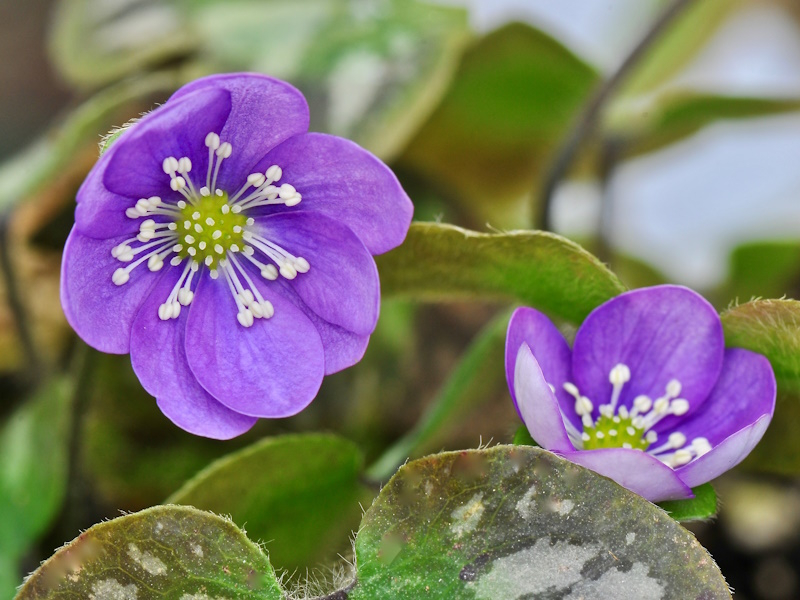 Hepatica nobilis Pico's Purple-0