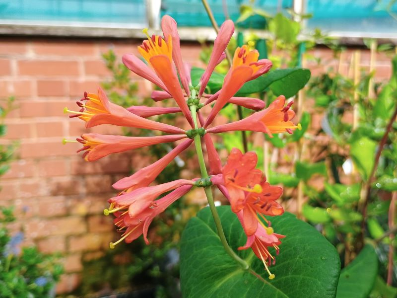 Lonicera x brownii 'Dropmore Scarlet'-0