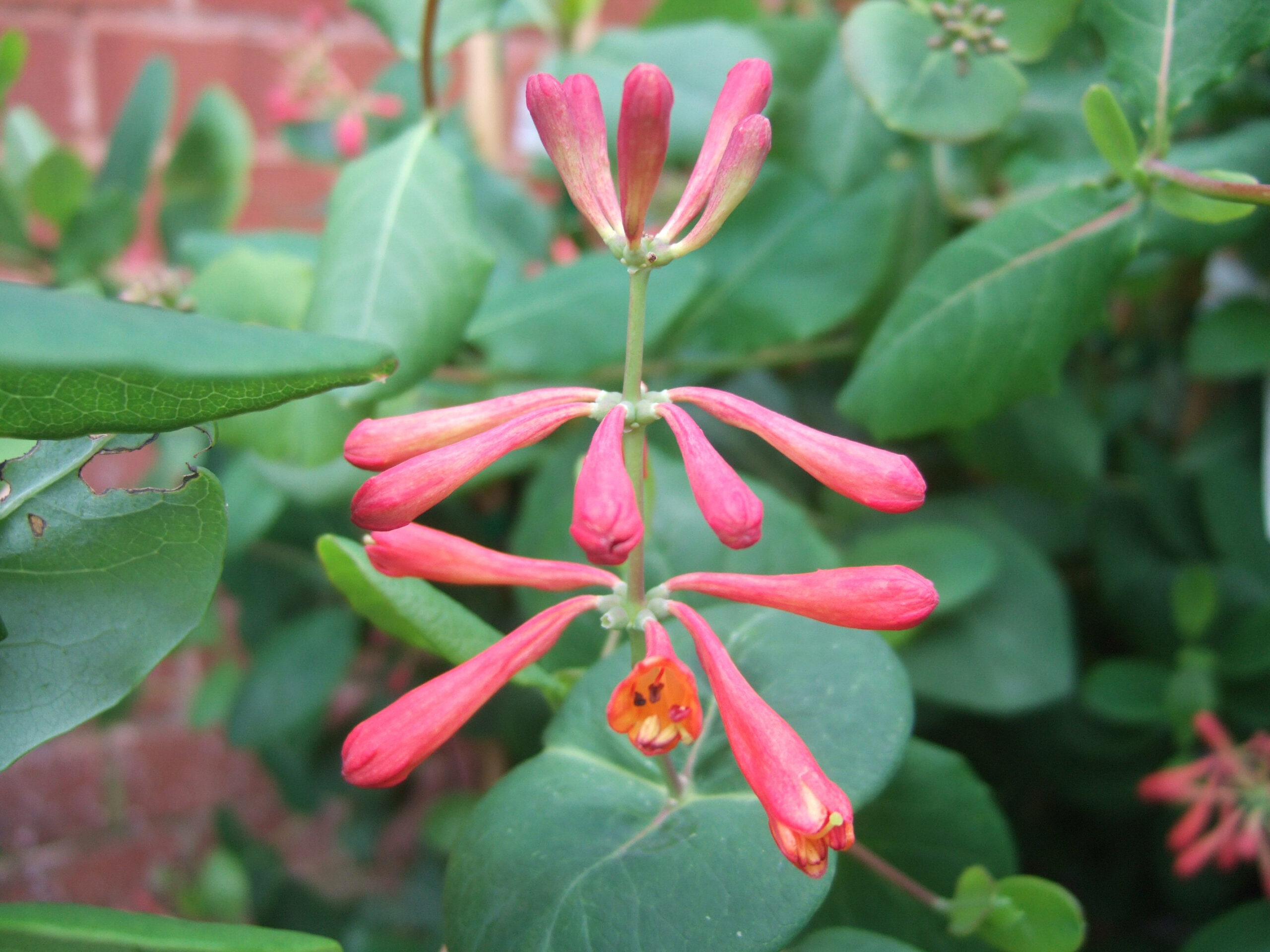 Lonicera x brownii 'Dropmore Scarlet'-23777