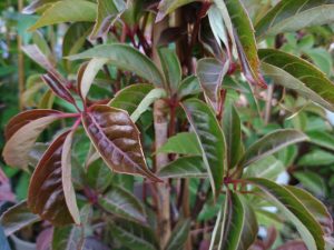 Parthenocissus henryana-0