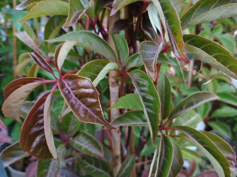Parthenocissus henryana-0