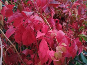 Autumn foliage