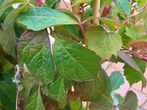 Parthenocissus tricuspidata 'Veitchii'-0
