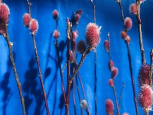 Salix gracilistyla 'Mount Aso'-0