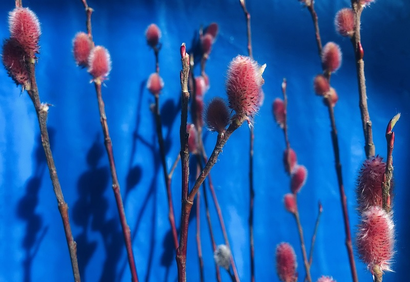 Salix gracilistyla 'Mount Aso'-23858