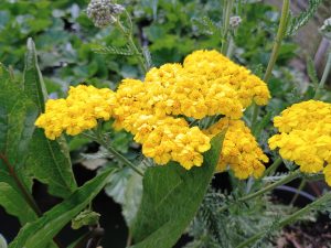 Achillea 'Moonshine'