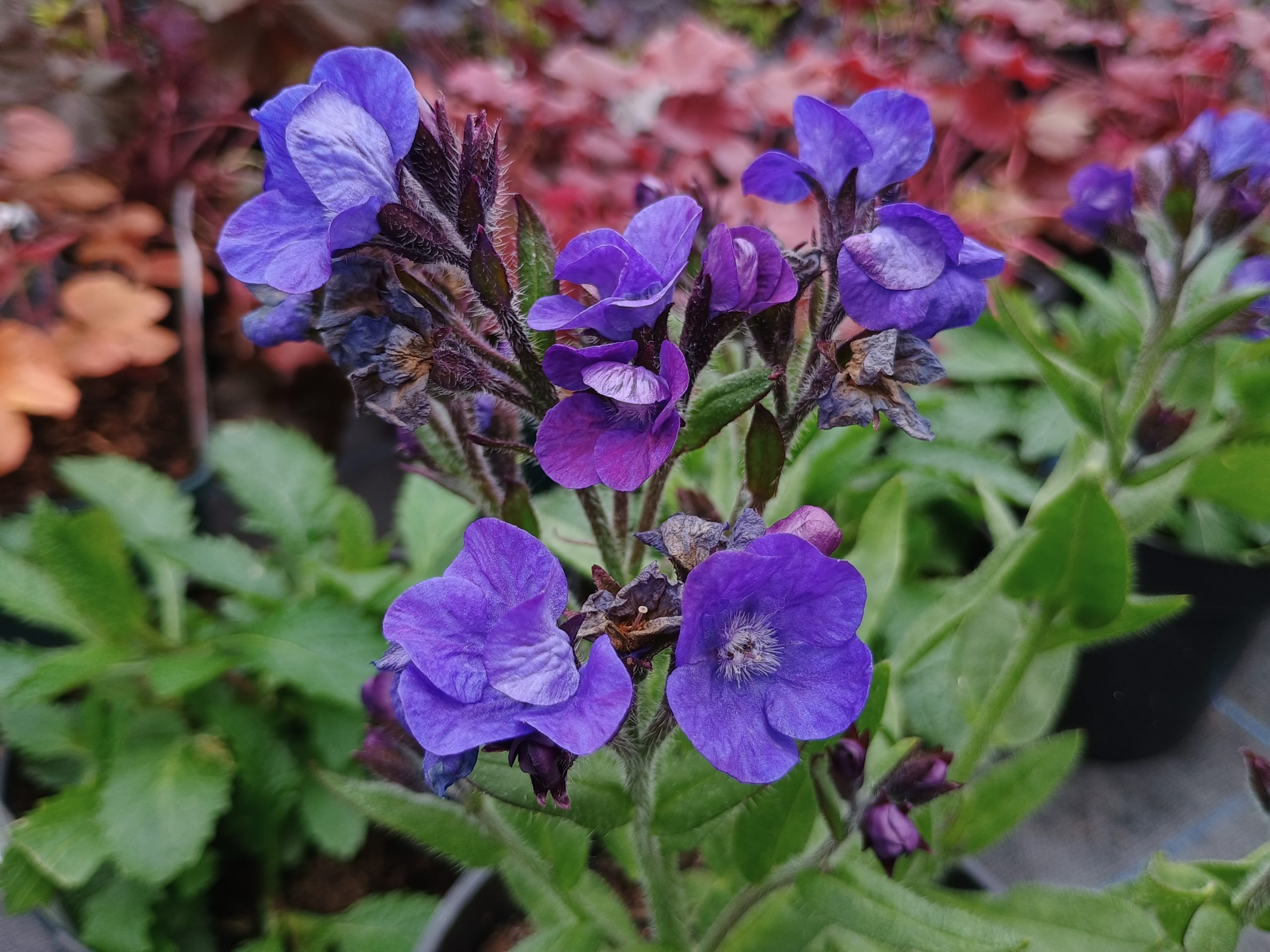 Anchusa azurea 'Loddon Royalist'