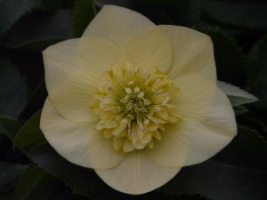 Helleborus x hybridus (Ashwood Garden Hybrids) Anemone Form Ivory Primrose Shades-0