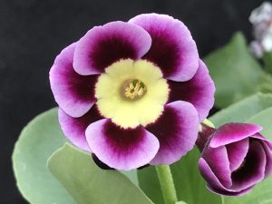 Primula auricula 'Buildwas'-0
