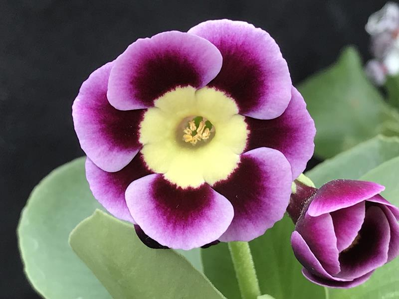 Primula auricula 'Buildwas'-0