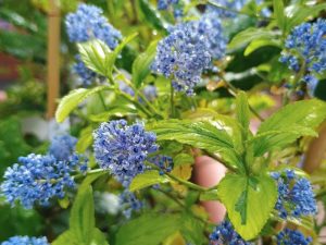 Ceanothus 'Pershore Zanzibar'-24185