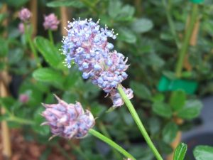 Ceanothus thyrsiflorus-blue blossom