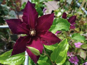 Clematis 'Black Tea'-0