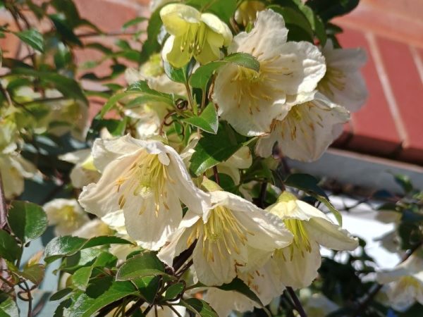 Clematis cirrhosa 'Jingle Bells'-0