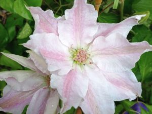 Clematis 'Hyde Hall' (Evipo009)-0