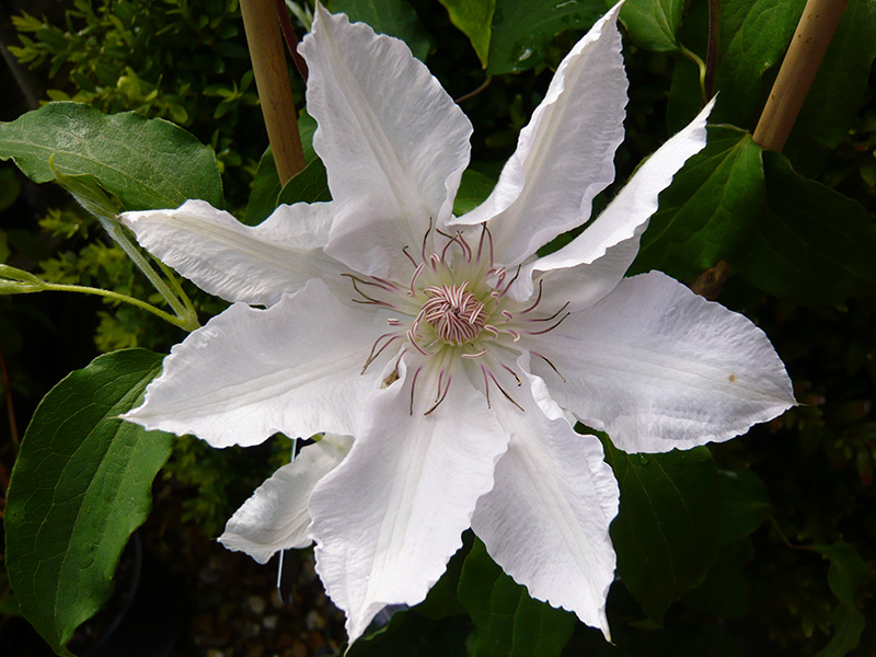 Clematis 'Hyde Hall' (Evipo009)-23856