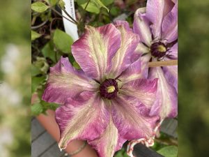 Clematis 'Joan Picton'-0