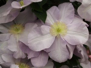 Clematis 'Louise Rowe'-0