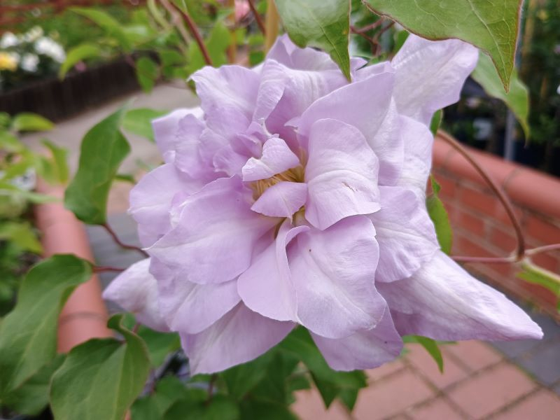 Double flowers