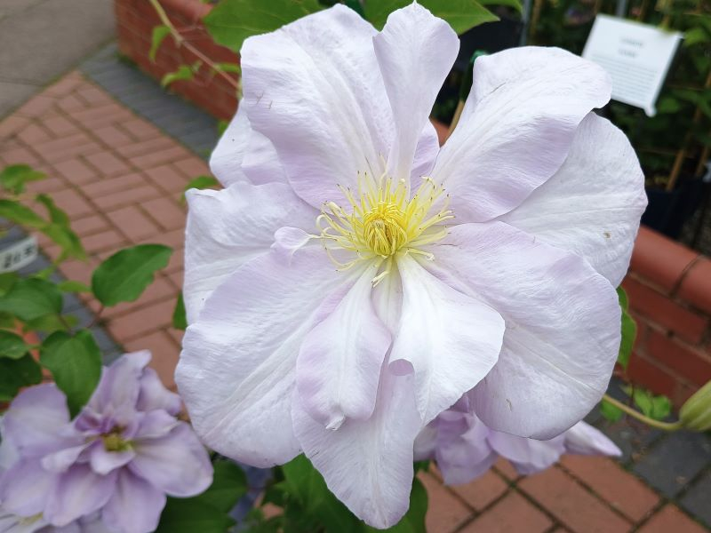 Single flowers