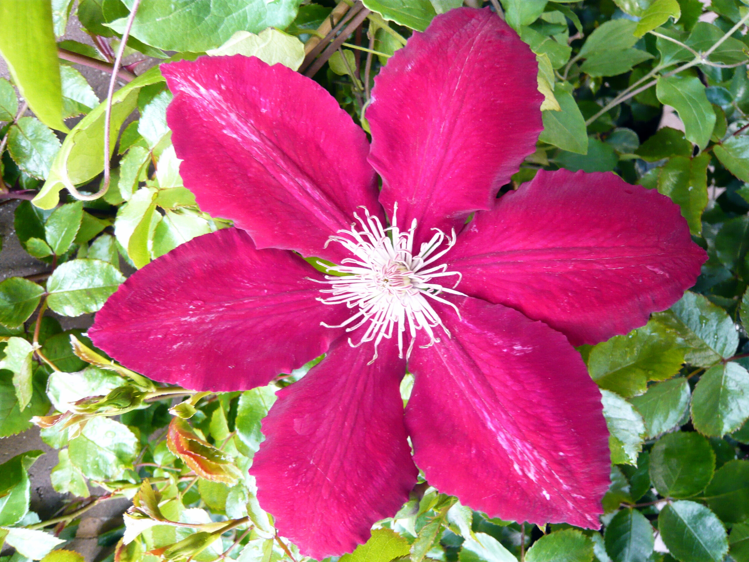 Clematis 'Rebecca' (Evipo016)-23862