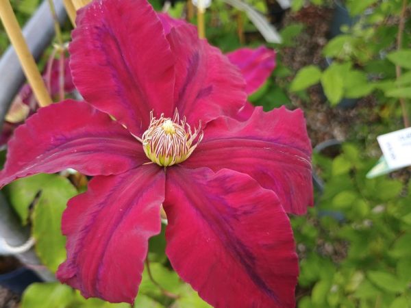 Clematis 'Rebecca' (Evipo016)-0