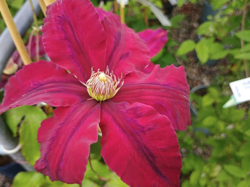 Clematis 'Rebecca' (Evipo016)-0
