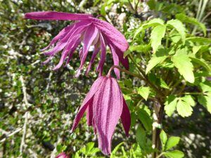 Clematis 'Ruby Celebration'-0